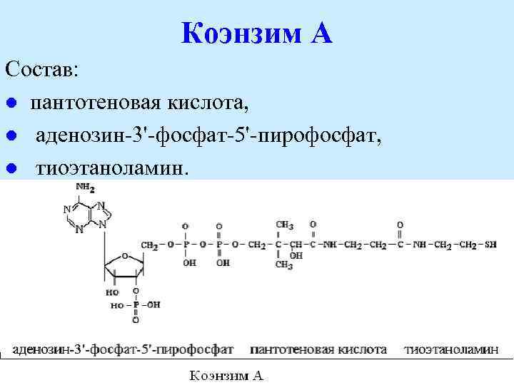 Коэнзим А Состав: l пантотеновая кислота, l аденозин 3' фосфат 5' пирофосфат, l тиоэтаноламин.