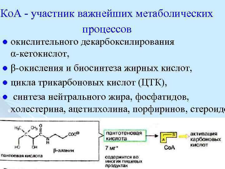 Ко. А участник важнейших метаболических процессов окислительного декарбоксилирования α кетокислот, l β окисления и