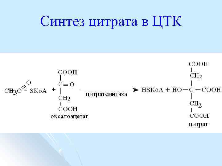 Синтез цитрата в ЦТК 