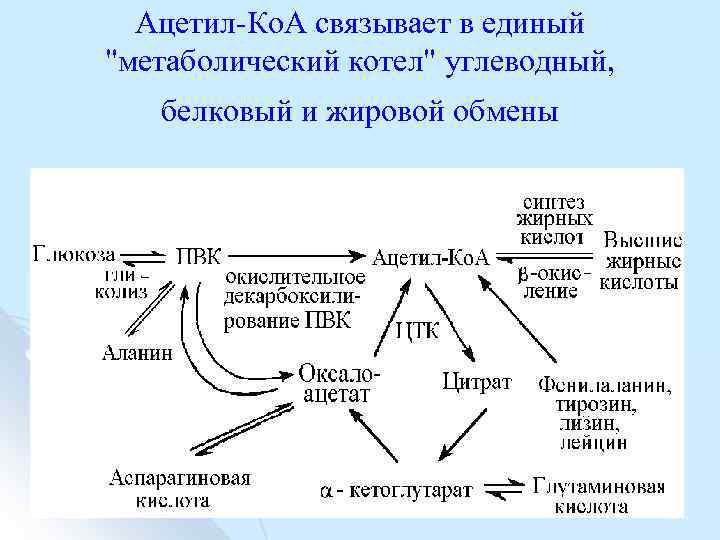 Ацетил Ко. А связывает в единый 