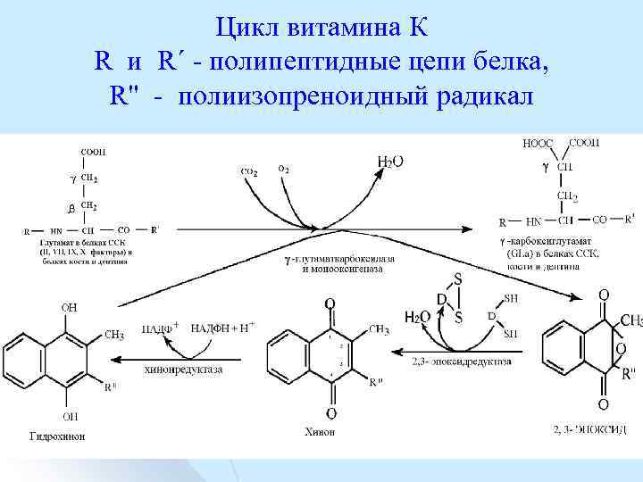 Цикл витамина К R и R΄ полипептидные цепи белка, R