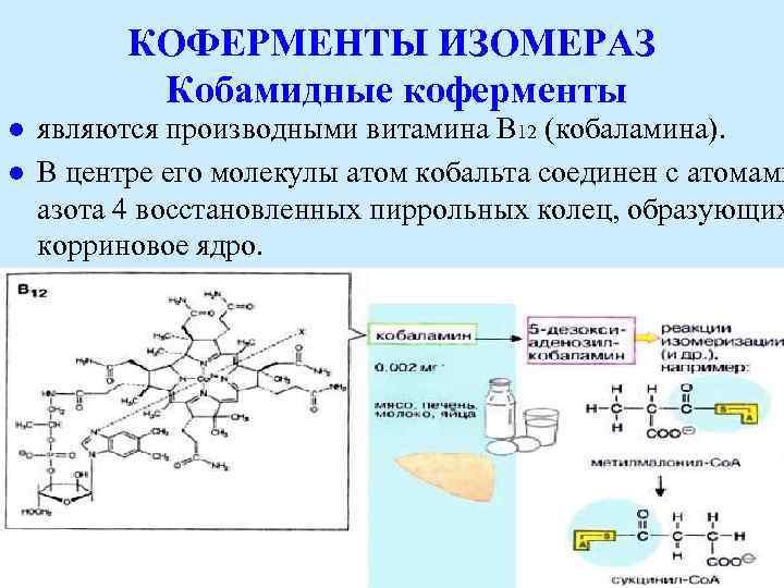 КОФЕРМЕНТЫ ИЗОМЕРАЗ Кобамидные коферменты l l являются производными витамина В 12 (кобаламина). В центре