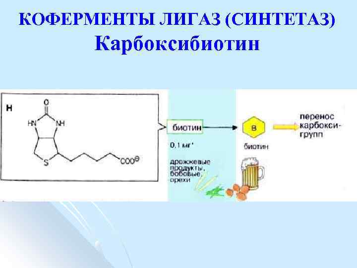 КОФЕРМЕНТЫ ЛИГАЗ (СИНТЕТАЗ) Карбоксибиотин 