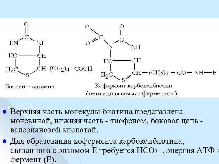 l l Верхняя часть молекулы биотина представлена мочевиной, нижняя часть тиофеном, боковая цепь валериановой