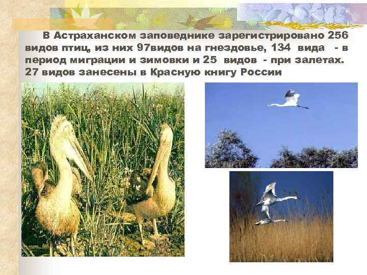 В Астраханском заповеднике зарегистрировано 256 видов птиц, из них 97 видов на гнездовье, 134
