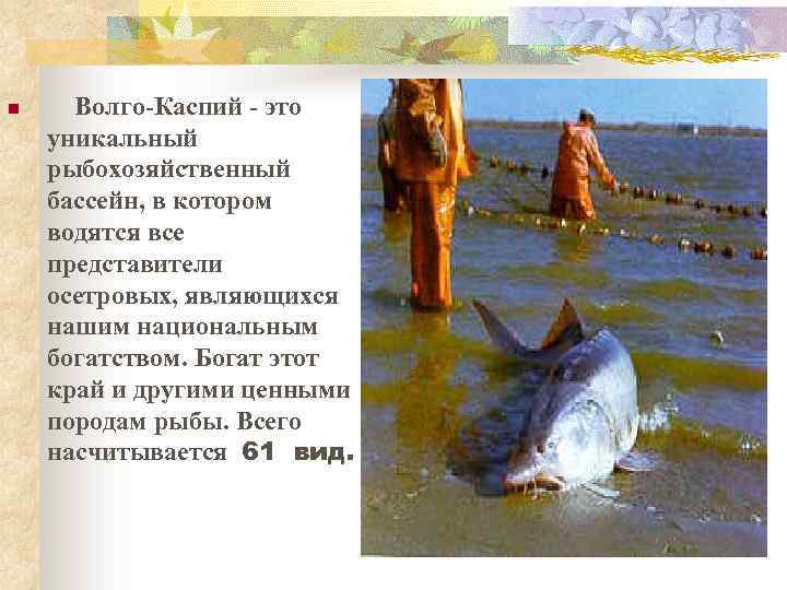 n Волго-Каспий - это уникальный рыбохозяйственный бассейн, в котором водятся все представители осетровых, являющихся