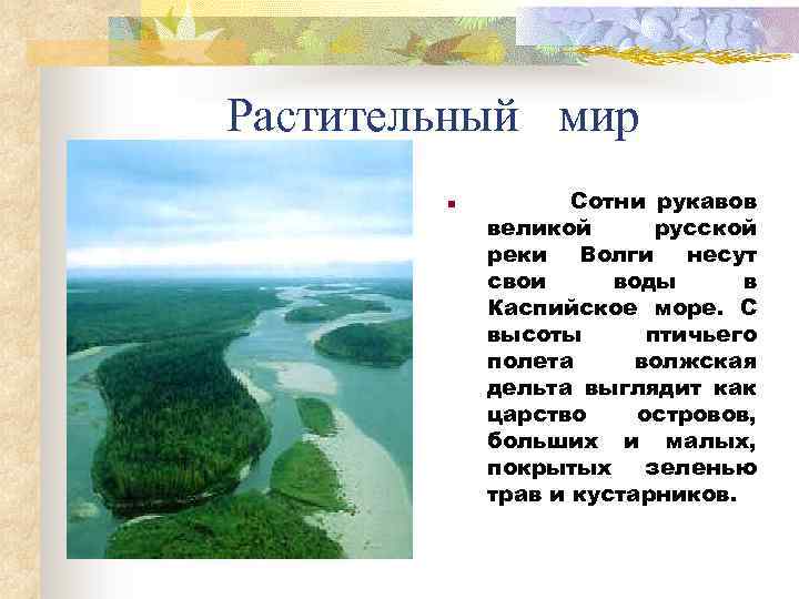 Растительный мир n Сотни рукавов великой русской реки Волги несут свои воды в Каспийское