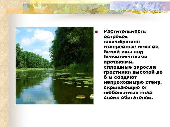 n Растительность островов своеобразна: галерейные леса из белой ивы над бесчисленными протоками, сплошные заросли