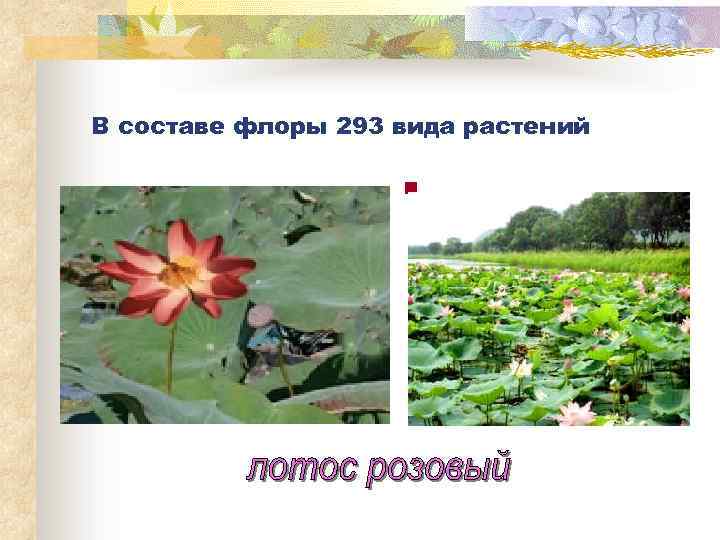 В составе флоры 293 вида растений n 