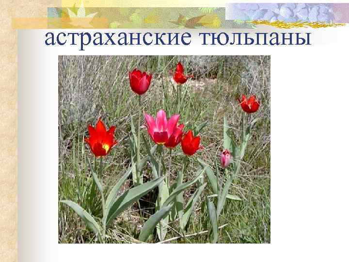 астраханские тюльпаны n 