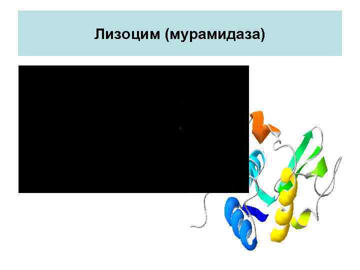 Лизоцим (мурамидаза) 