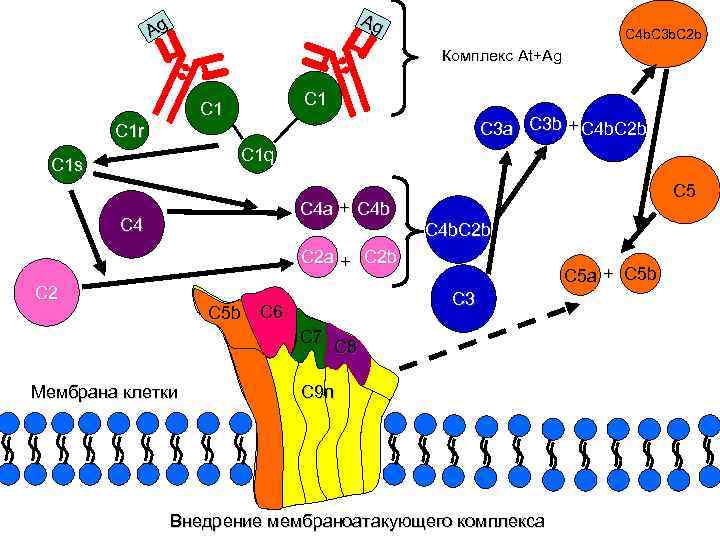 Аg Аg С 4 b. C 3 b. C 2 b Комплекс Аt+Аg C