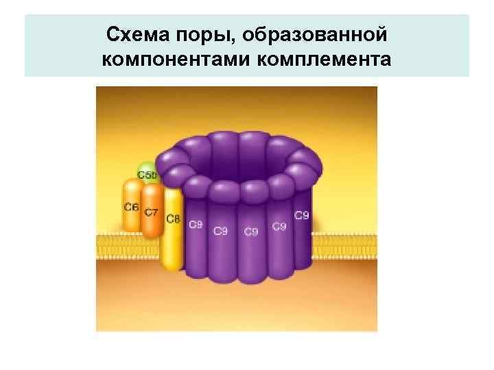 Схема поры, образованной компонентами комплемента 