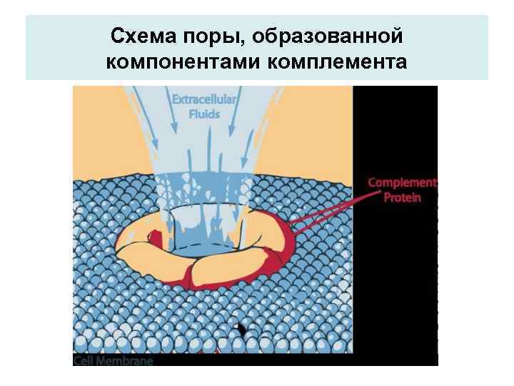 Схема поры, образованной компонентами комплемента 
