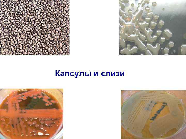 Капсулы и слизи 