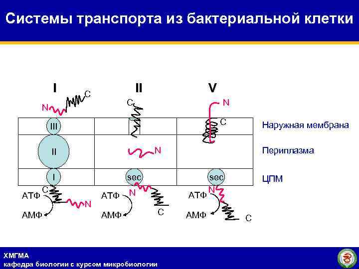 Системы транспорта из бактериальной клетки I II C V C N N C III