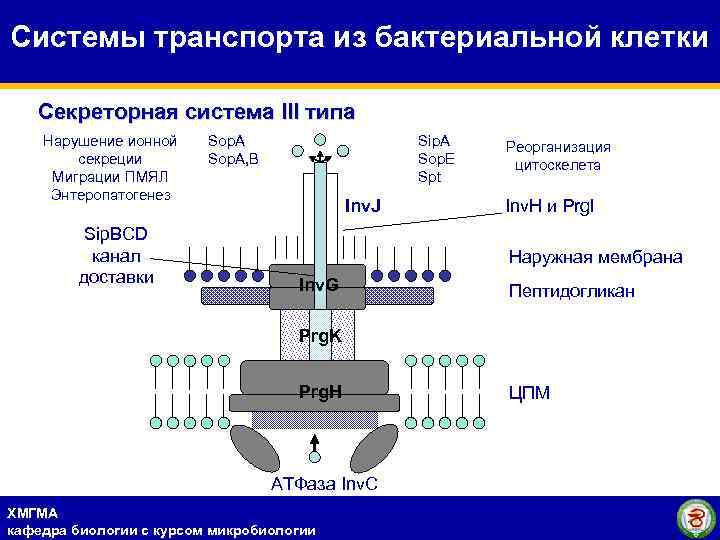 Системы транспорта из бактериальной клетки Секреторная система III типа Нарушение ионной секреции Миграции ПМЯЛ