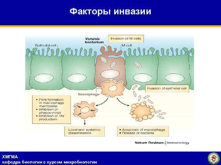 Факторы инвазии ХМГМА кафедра биологии с курсом микробиологии 