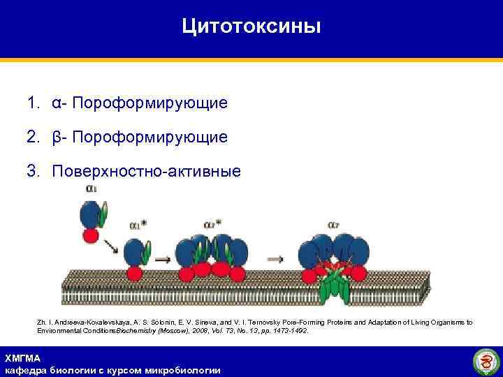 Цитотоксины 1. α- Пороформирующие 2. β- Пороформирующие 3. Поверхностно-активные Zh. I. Andreeva-Kovalevskaya, A. S.