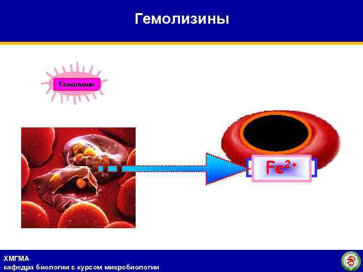 Гемолизины Гемолизин Fe 2+ Эритроцит ХМГМА кафедра биологии с курсом микробиологии 