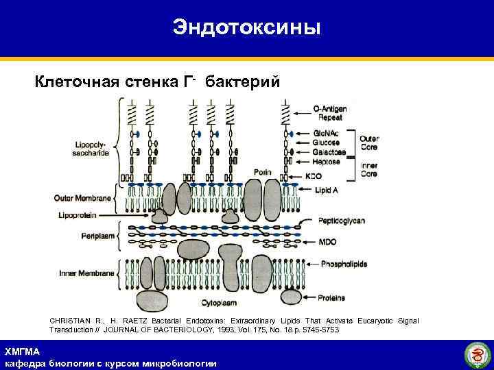 Эндотоксины Клеточная стенка Г- бактерий CHRISTIAN R. , H. RAETZ Bacterial Endotoxins: Extraordinary Lipids