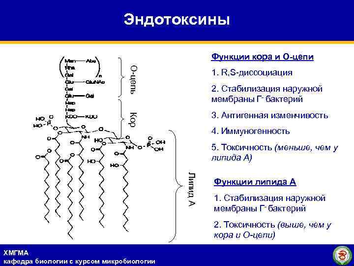 Эндотоксины Функции кора и О-цепь 1. R, S-диссоциация Кор 3. Антигенная изменчивость 2. Стабилизация