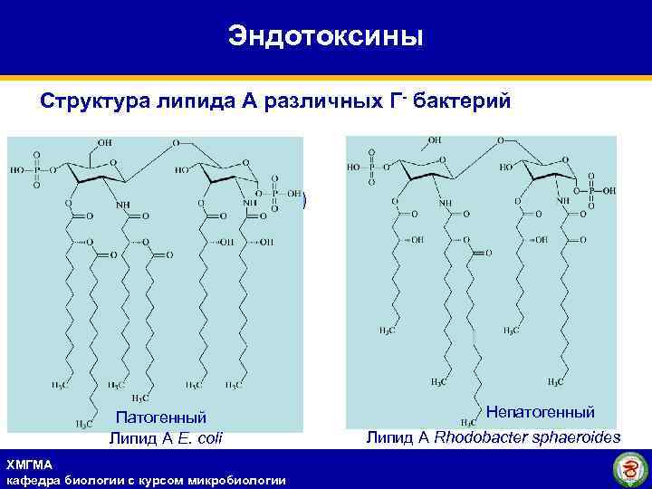 Эндотоксины Структура липида А различных Г- бактерий Патогенный Липид А E. coli ХМГМА кафедра