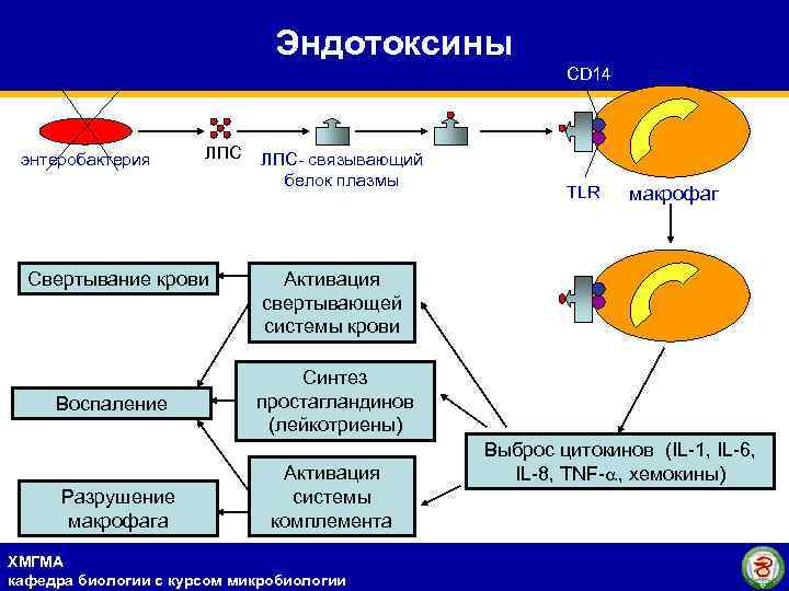 Эндотоксины CD 14 энтеробактерия ЛПС Свертывание крови Воспаление Разрушение макрофага ЛПС- связывающий белок плазмы
