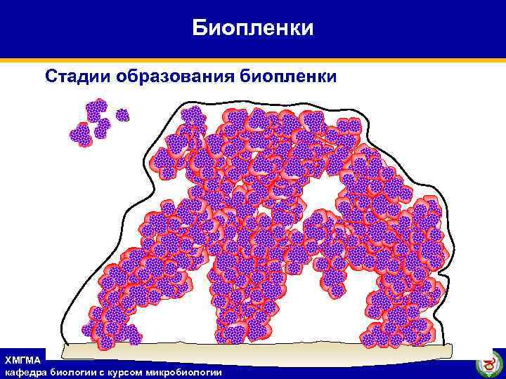 Биопленки Стадии образования биопленки ХМГМА кафедра биологии с курсом микробиологии 