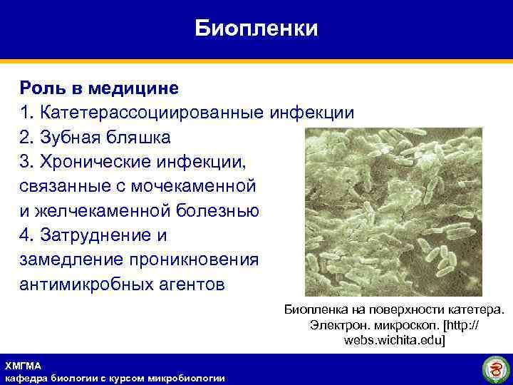 Биопленки Роль в медицине 1. Катетерассоциированные инфекции 2. Зубная бляшка 3. Хронические инфекции, связанные