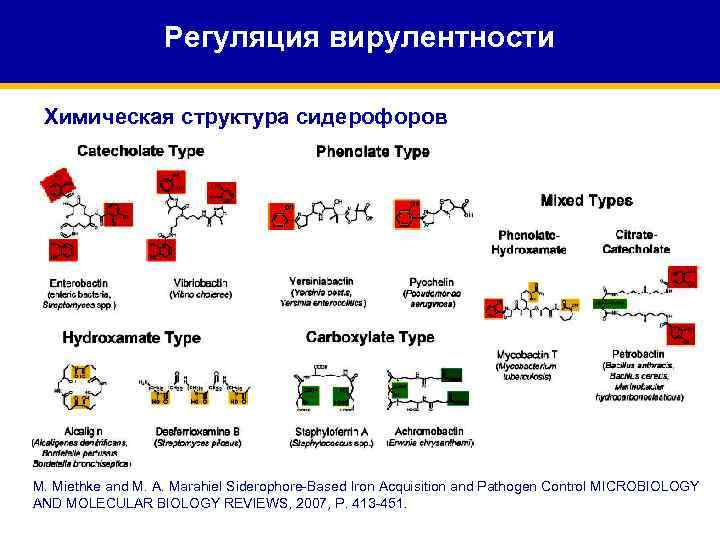 Регуляция вирулентности Химическая структура сидерофоров M. Miethke and M. A. Marahiel Siderophore-Based Iron Acquisition