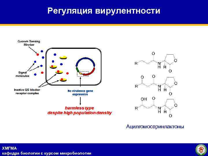 Регуляция вирулентности Ацилгомосеринлактоны ХМГМА кафедра биологии с курсом микробиологии 