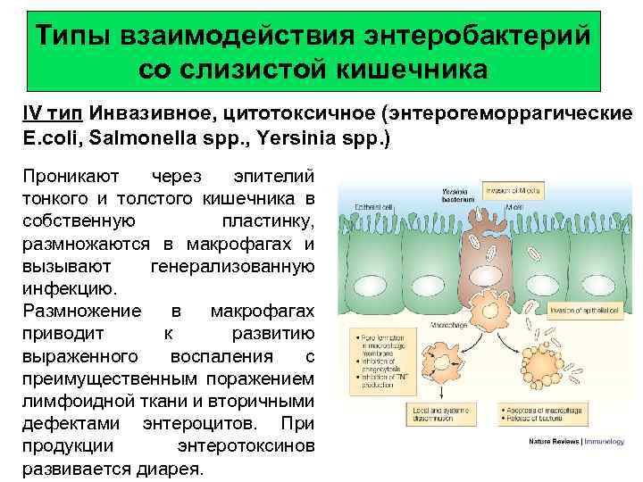 Патогенные энтеробактерии это что такое в санитарной книжке