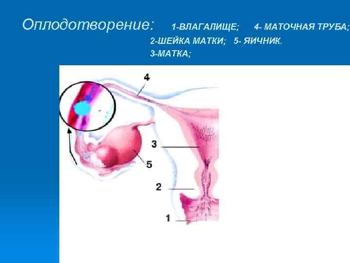 Оплодотворение: 1 -ВЛАГАЛИЩЕ; 4 - МАТОЧНАЯ ТРУБА; 2 -ШЕЙКА МАТКИ; 5 - ЯИЧНИК. 3