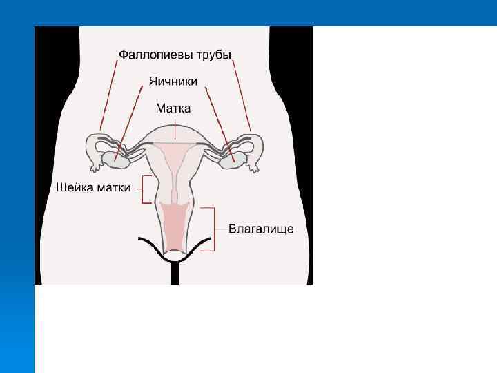 По цервикальной слизи 