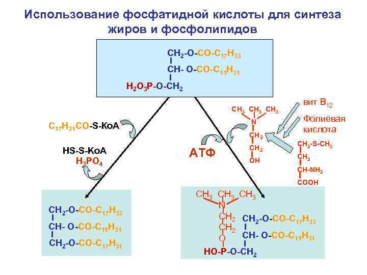 Использование фосфатидной кислоты для синтеза жиров и фосфолипидов СН 2 -О-СО-С 17 Н 33