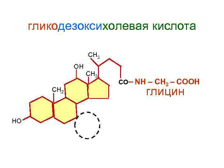гликодезоксихолевая кислота СН 3 ОН СН 2 НО СН 3 СО– NН – СН
