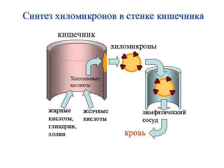 Синтез хиломикронов в стенке кишечника кишечник хиломикроны Холеиновые кислоты жирные кислоты, глицерин, холин желчные