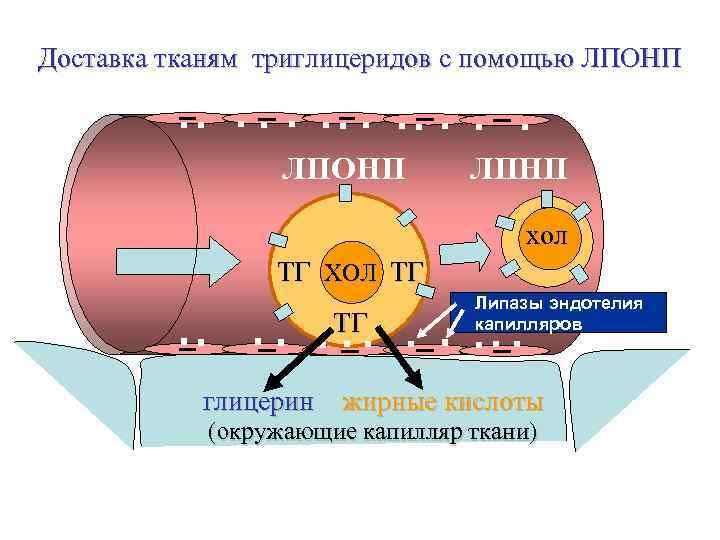 Доставка тканям триглицеридов с помощью ЛПОНП ЛПНП хол ТГ ХОЛ ТГ ТГ Липазы эндотелия