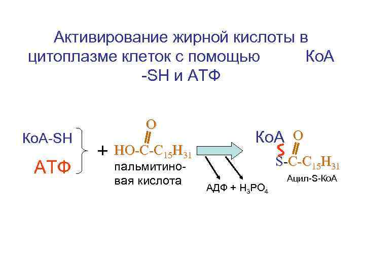 Активирование жирной кислоты в цитоплазме клеток с помощью Ко. А -SH и АТФ Ко.