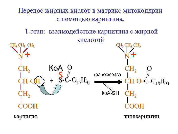 Перенос жирных кислот в матрикс митохондрии с помощью карнитина. 1 -этап: взаимодействие карнитина с