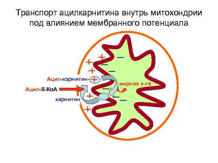 Транспорт ацилкарнитина внутрь митохондрии под влиянием мембранного потенциала Ацил-карнитин. Ацил-S-Ко. А карнитин жирная к-та