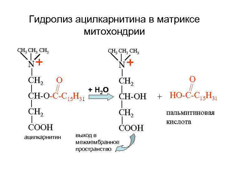 Гидролиз ацилкарнитина в матриксе митохондрии СН 3 СН 3 N+ СН 2 N+ О