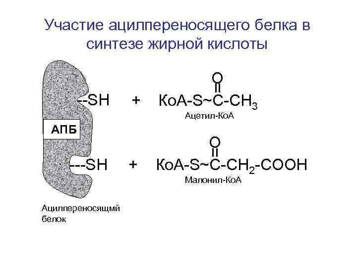 Участие ацилпереносящего белка в синтезе жирной кислоты --SH + О Ко. А-S~С-СН 3 Ацетил-Ко.