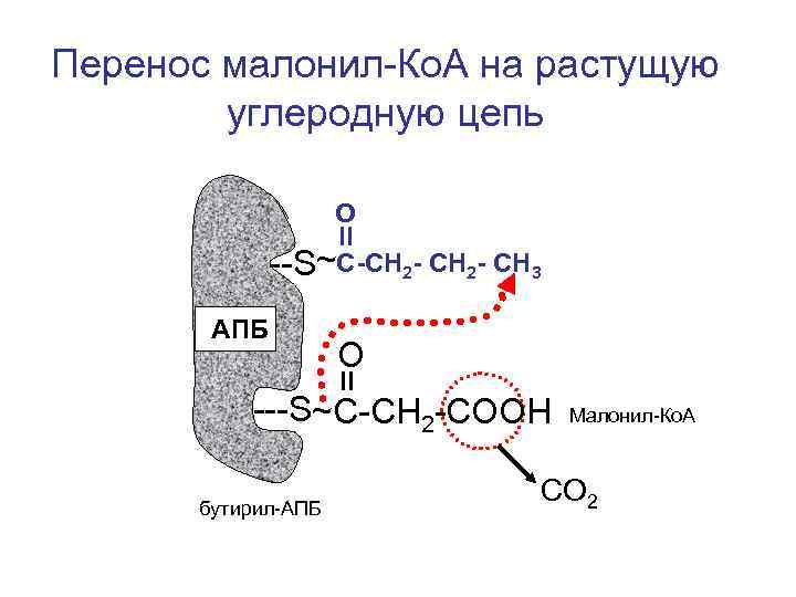 Перенос малонил-Ко. А на растущую углеродную цепь О --S~С-СН 2 - СН 3 АПБ
