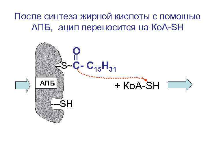 После синтеза жирной кислоты с помощью АПБ, ацил переносится на Ко. А-SH О --S~С-