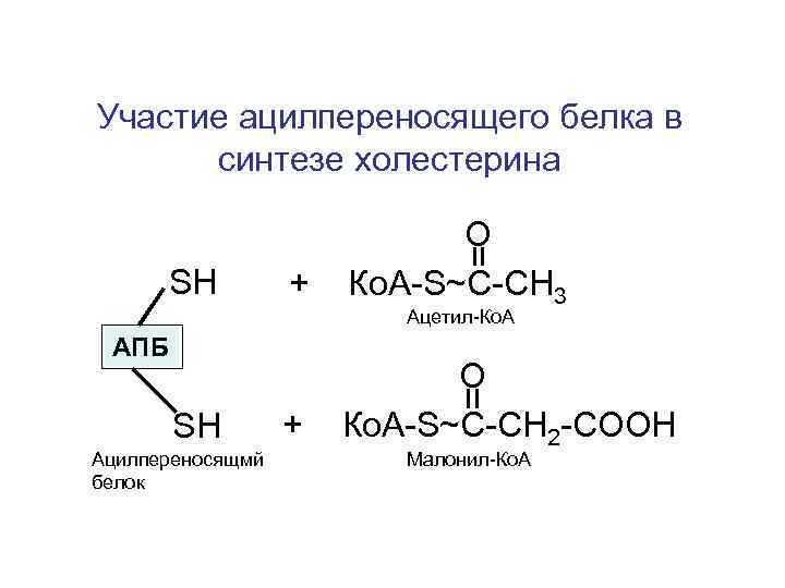 Участие ацилпереносящего белка в синтезе холестерина SH + О Ко. А-S~С-СН 3 Ацетил-Ко. А