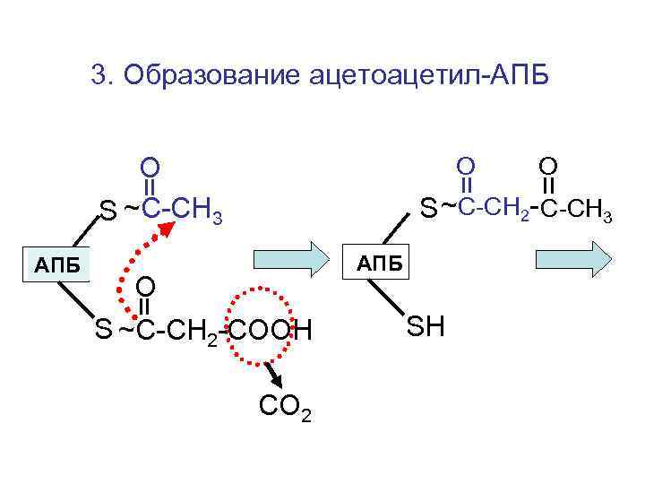 3. Образование ацетоацетил-АПБ О S ~С-СН 3 АПБ О О S ~С-СН 2 -
