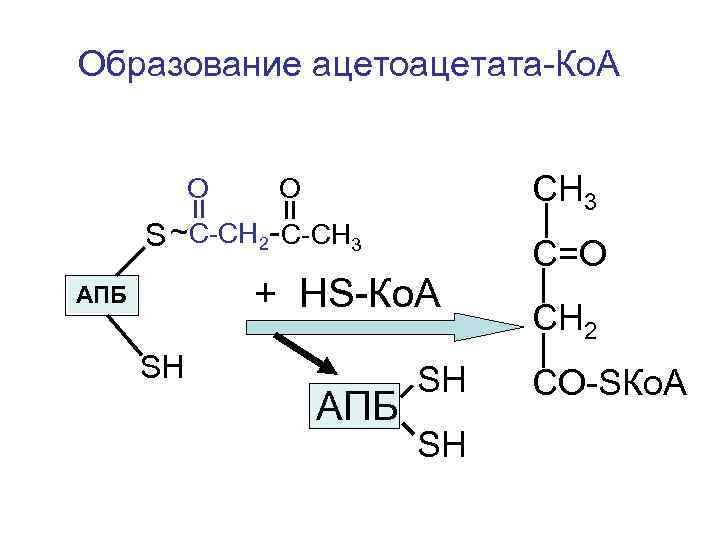 Образование ацетоацетата-Ко. А О СН 3 О S ~С-СН 2 - С-СН 3 +