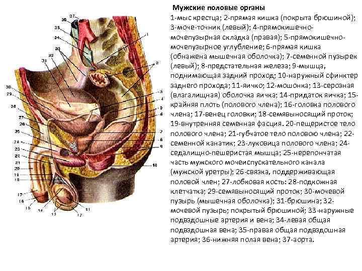 Мужские половые органы 1 -мыс крестца; 2 -прямая кишка (покрыта брюшиной); 3 -моче-точник (левый);
